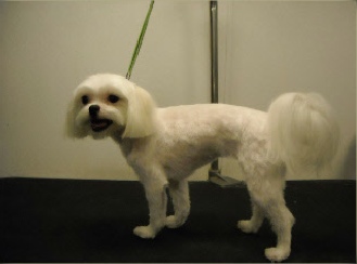 Maltese sales lion cut