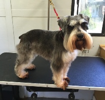 Schnauzer Breed Info