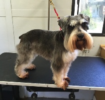 Schnauzer Mobile Breed Info