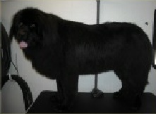 Newfoundland Breed Info