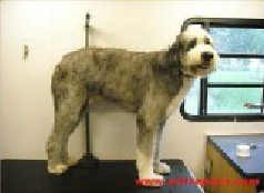 Old English Sheepdog Breed Info