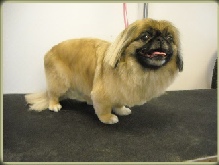 Pekingese Mobile Breed Info