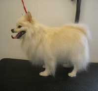 Pomeranian Mobile Breed Info