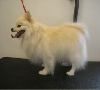 Pomeranian Mobile Breed Info