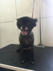 Pomeranian Breed Info