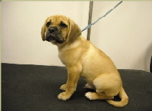 Puggle Breed Info