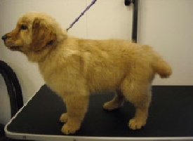 Golden Retriever Breed Info