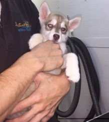 Puppy Grooming Mobile