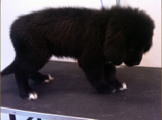 Newfoundland Breed Info