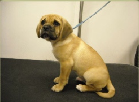 Puggle Mobile Breed Info