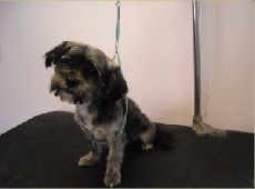 Shorkie Breed Info