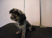 Shorkie Mobile Breed Info