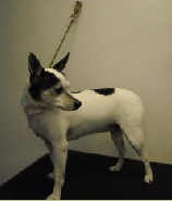 Rat Terrier Mobile Breed Info