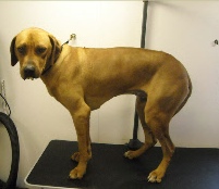 Rhodesian Ridgeback Breed Info