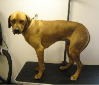 Rhodesian Ridgeback Mobile Breed Info