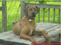 Rhodesian Ridgeback Breed Info