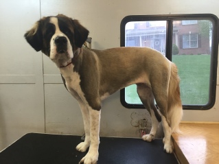 Saint shop bernard grooming