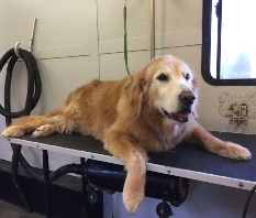 Senior Pet Grooming