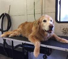 Senior Pet Grooming