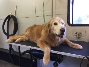 Senior Pet Grooming