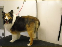 Shetland Sheepdog Breed Info