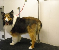 Shetland Sheepdog Mobile Breed Info