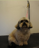 Shihpoo Breed Info