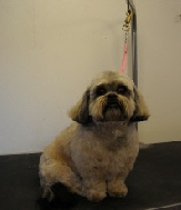 Shihpoo Mobile Breed Info