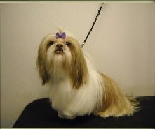 Shihtzu Breed Info