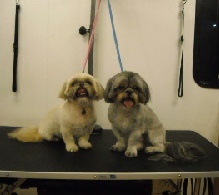 Shihtzu Breed Info