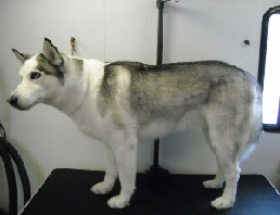 Siberian Husky Breed Info