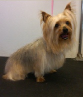 Silky Terrier Breed Info