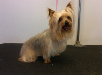 silky terrier haircut