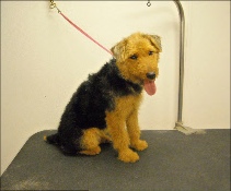 Welsh Terrier Mobile Breed Info