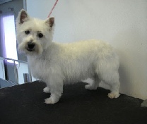 West Highland White Terrier 'Westie' Breed Info