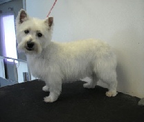 West Highland White Terrier Mobile 'Westie' Breed Info