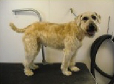 Wheaten Terrier Breed Info