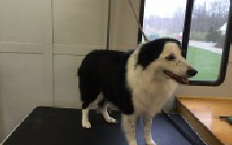 Border Collie Breed Info