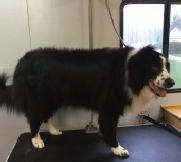 Border Collie Breed Info