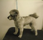 Yorkiepoo Mobile Breed Info