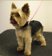 Yorkshire Terrier Mobile Breed Info