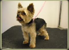 Yorkshire Terrier Breed Info