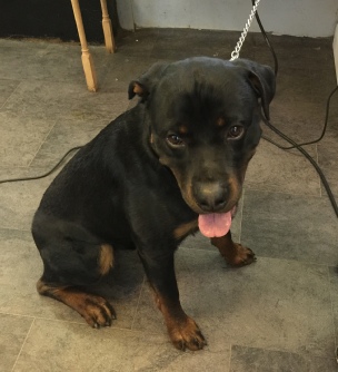 Rottweiler Breed Info