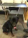 Rottweiler Breed Info